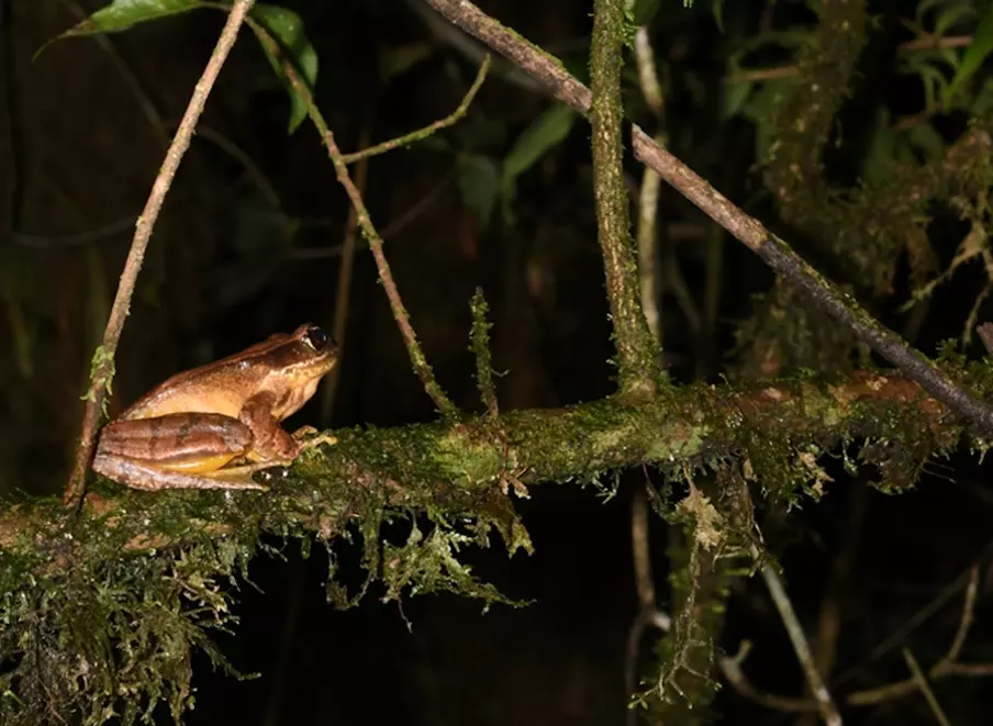 Potentially Endangered spiny frog identified by scientists for